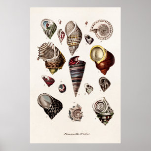 Vintage Muscheln-personalisierte Retro Poster