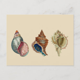 Vintage Muscheln Postkarte