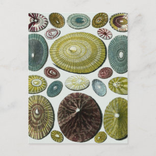 Vintage Muscheln Postkarte