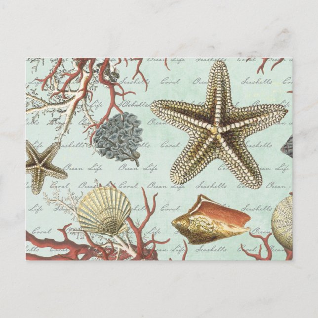 Vintage Muscheln...Postkarte Postkarte (Vorderseite)