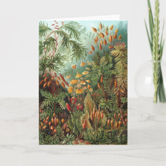 Vintage Muscinae, Moospflanzen von Ernst Haeckel Karte