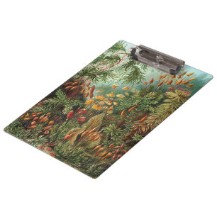 Vintage Muscinae, Moospflanzen von Ernst Haeckel Klemmbrett