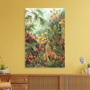 Vintage Muscinae, Moospflanzen von Ernst Haeckel Leinwanddruck