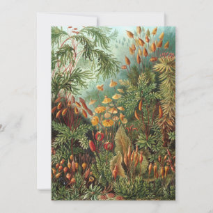 Vintage Muscinae, Moss-Pflanze von Ernst Haeckel Einladung