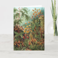 Vintage Muscinae, Moss-Pflanze von Ernst Haeckel