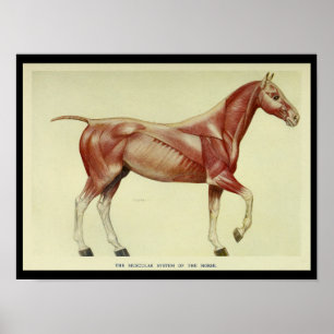 Vintage Muscles of the Horse Anatomy Print Poster