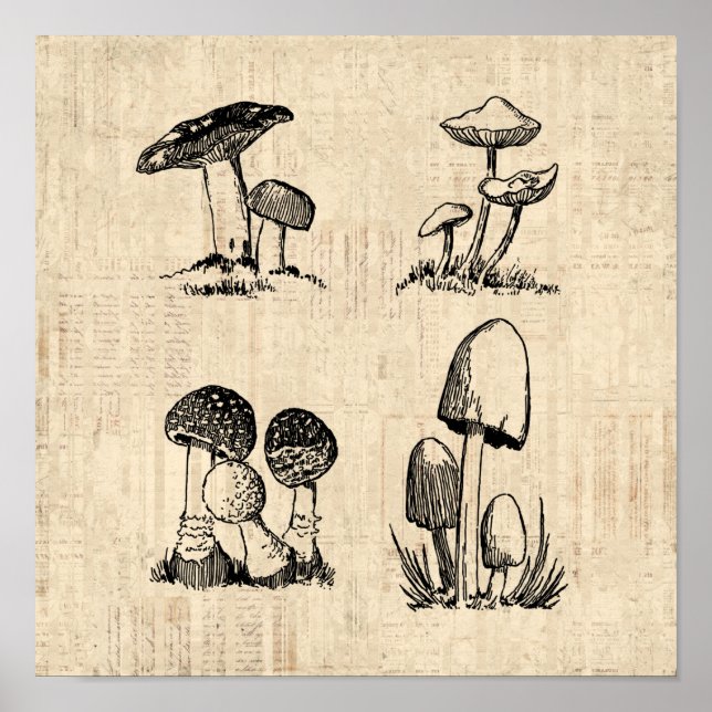 Vintage Mushroom Art Illustration Poster (Vorne)