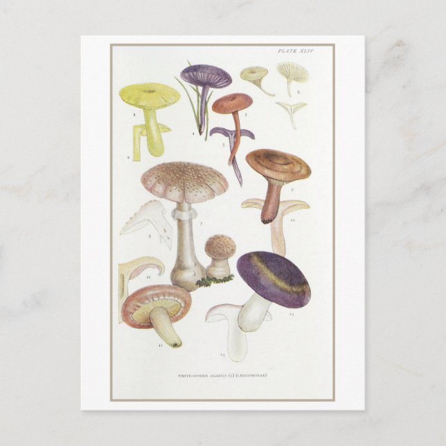Vintage Mushroom-Illustration Postkarte (Vorderseite)
