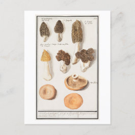Vintage Mushroom-Illustration Postkarte