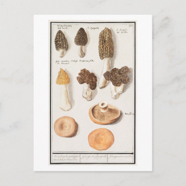 Vintage Mushroom-Illustration Postkarte (Vorderseite)