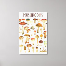 Vintage Mushroom-Übersicht
