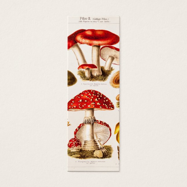 Vintage Mushroom-Varieté-Vorlage für 1800 (Vorderseite)
