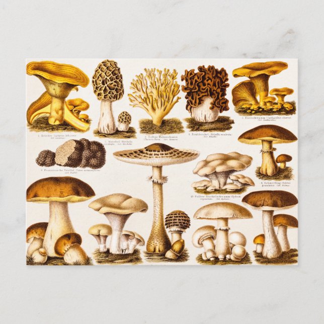 Vintage Mushroom-Varieté-Vorlage für 1800 Postkarte (Vorderseite)