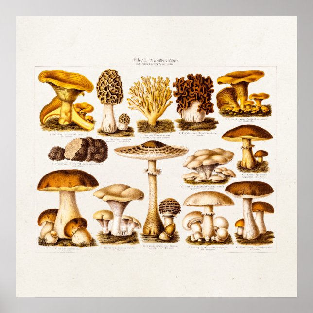 Vintage Mushroom Variety Mushroom-Template für 180 Poster (Vorne)