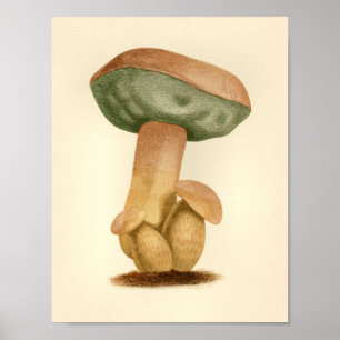 Vintage Mushrooms 1861 Art Print Green Cap Poster