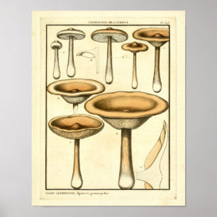Vintage Mushrooms Brown Fungus French Art Print Poster