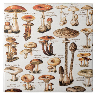 Vintage Mushrooms By Adolphe Millot  Fliese