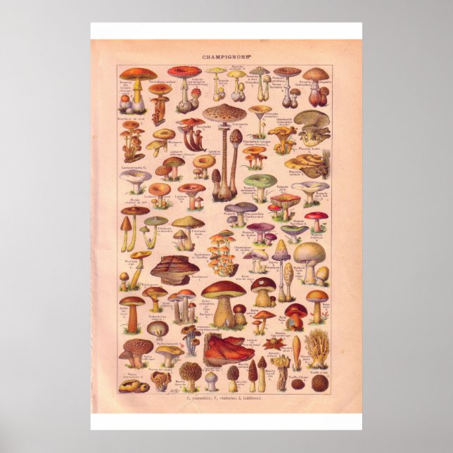 Vintage mushrooms poster 1920 (Vorne)