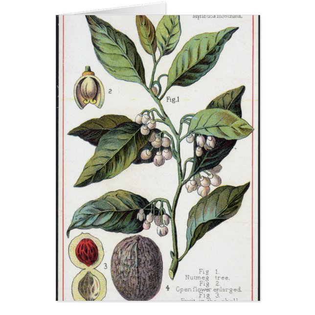 Vintage Muskatenkunst (Vorne)