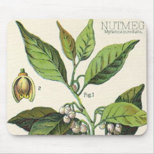 Vintage Muskatnuss-Pflanzenfruchtsamen, Lebensmitt Mousepad