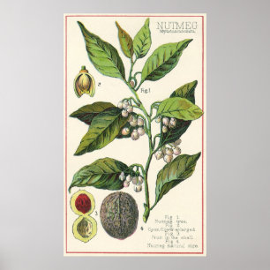 Vintage Muskatnuts-Pflanzen-Frucht-Samen, Poster