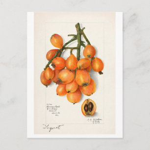 VINTAGE "MUSKELMELONEN"  AMANDA ALMIRA NEWTON POSTKARTE