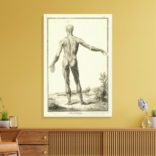 Vintage Muskeln, Anatomie des Menschen durch Denis Leinwanddruck