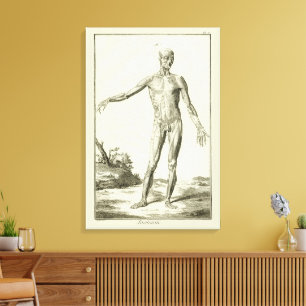 Vintage Muskeln, Anatomie des Menschen durch Denis Leinwanddruck