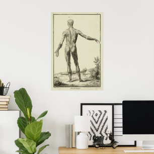 Vintage Muskeln, Anatomie des Menschen durch Denis Poster