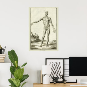 Vintage Muskeln, Anatomie des Menschen durch Denis Poster