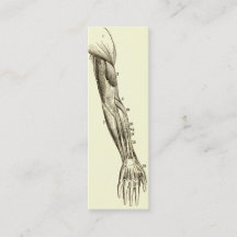 Vintage Muskeln der Anatomie-| des Armes (circa