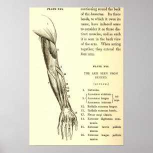 Vintage Muskeln der Anatomie-  des Armes (circa Poster