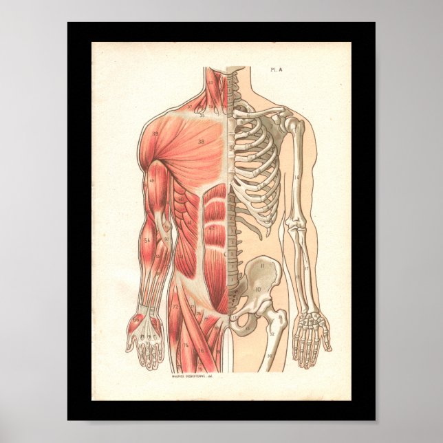 Vintage Muskeln und Skelettanatomie Poster (Vorne)