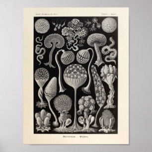 Vintage Mycetozoa Ernst Haeckel Kunstdruckerei Poster