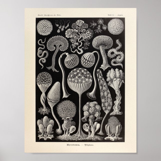 Vintage Mycetozoa Ernst Haeckel Kunstdruckerei Poster (Vorne)