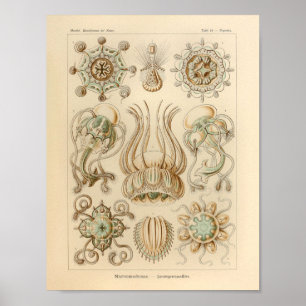 Vintage Narcomedusae Farbe Ernst Haeckel Druck Poster