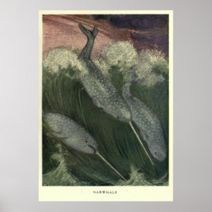 Vintage Narwhal-Malerei (1909) Poster