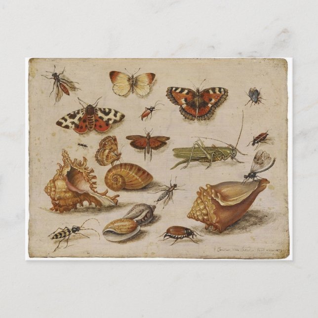 Vintage Nature Postcard Postkarte (Vorderseite)