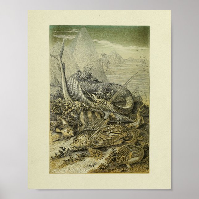 Vintage Naturgeschichte Fisch Illustration Kunst Poster (Vorne)