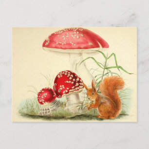 Vintage-Naturillustration - Eichhörnchen, Pilze Postkarte