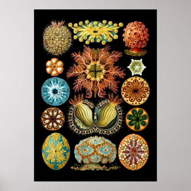 Vintage Nautische Ascidiae von Ernst Haeckel Poster (Vorne)