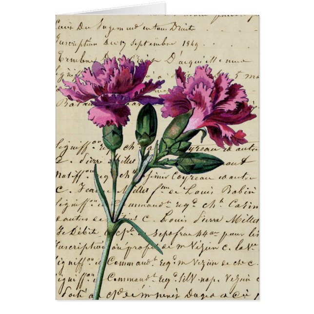 Vintage Nelke (Vorne)