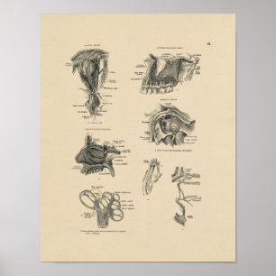 Vintage Nerven Anatomie 1880 Druck Poster