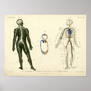 Vintage Nerves Arteries Anatomy Print Poster
