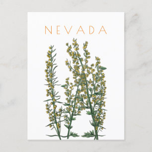 Vintage Nevada Staatsblume Reise Mid-Century Postkarte