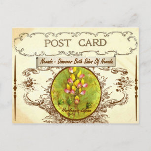 Vintage Nevada Staatsblumen-Postkarte Postkarte