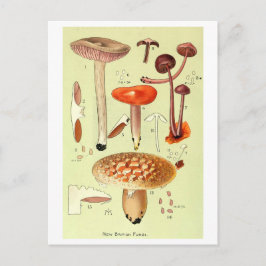 Vintage "New British Fungi" Pilzpostkarte Postkarte
