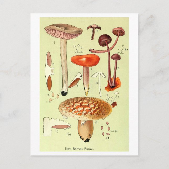Vintage "New British Fungi" Pilzpostkarte Postkarte (Vorderseite)