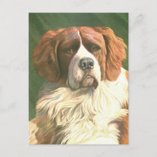 Vintage Newfoundländer Postkarte