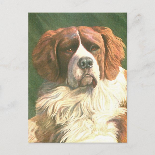 Vintage Newfoundländer Postkarte (Vorderseite)